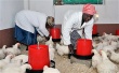 Сенаторы США убеждают Южную Африку снять андидемпинговые ввозные пошлины на разделанную курицу