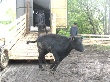 В Новгородскую область привезли из Австралии тысячу голов крупного рогатого скота В Новгородскую область привезли из Австралии тысячу голов крупного рогатого скота
