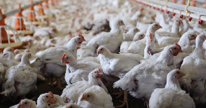 Распространение АЧС стимулирует развитие спроса на мясо птицы в Азии