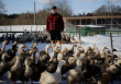 Тушка на дом. Фермер из Гатчинского района запустил продажу мяса птицы через интернет
