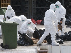 Кувейт временно запретил импорт живых птиц и яиц из Болгарии