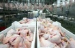 РФ за 10 месяцев увеличила выпуск мяса птицы на 4,4%