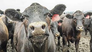 Воронежское мясное скотоводство в 2019 году недополучит госсубсидии