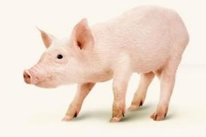 На Украине цены на живых свиней выросли более чем на 25%