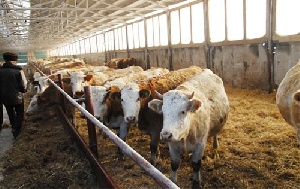 Санкции помогут Приморью развивать собственное мясное животноводство