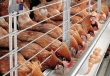 Владельцы птицефабрики “Синявинская” рассматривают возможность строительства в Крыму предприятия, которое будет производить ежегодно около 40 тыс. тонн курятины 