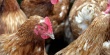 Птичий грипп в Померании: вирус мог прийти из Южной Кореи