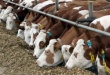 Депутаты отказались выделить средства на поддержку мясного скотоводства Новосибирской области