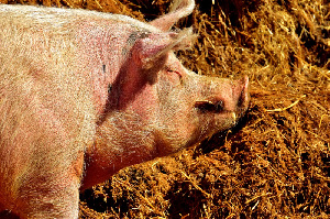 В ЕС падает убой свиней