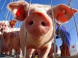 Вирус свиного гриппа под контролем – власти Канады