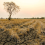 Сильная засуха в Южной Африке привела к массовой гибели скота и урожая