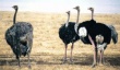 Казахстанские птицеводы считают разведение страусов перспективным направлением