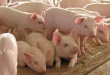 В Беларуси планируют восстановить объёмы производства свинины