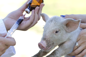 В Германии с 1 июля вводится обязательный учет применения антибиотиков в животноводстве