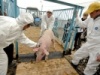 В Тверской области ограничительные меры по африканской чуме свиней сохранятся до сентября 2012 года