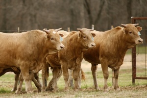 В Украину запрещен ввоз рогатого скота с территории Македонии