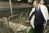 Свиноводы пожаловались Владимиру Путину Свиноводы пожаловались Владимиру Путину