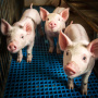 Мировые затраты на производство свиней в 2022 году значительно выросли
