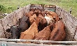 В Чувашии в январе-августе на 6,7% снизилось производство скота и птицы на убой