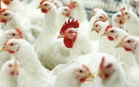 РФ ввела ограничения на поставку мяса птицы из Саксонии-Анхальт в ФРГ