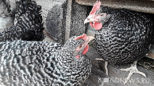 Птицефабрику «Рефтинская» могут выставить на торги в 2020 году