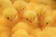 Цыплята из Германии поселятся на тюменской птицефабрике