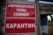Власти ввели карантин в Орловской области из-за АЧС