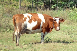 В Оренбуржье введен карантин из-за инфекционной вспышки среди коров