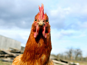 Создание отечественного кросса мясных кур-бройлеров позволит сократить зависимость от импортной продукции