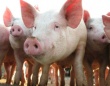 Минсельхоз РФ ожидает роста производства свиней на убой в 2013 году