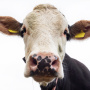 Племенной завод «Барыбино» в Домодедово увеличил поголовье коров голштинской породы