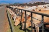 В Кошехабльском районе Адыгеи наблюдается увеличение крупного рогатого скота