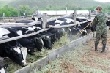 Программное новшество. Господдержка позволит животноводству развиваться активнее Программное новшество. Господдержка позволит животноводству развиваться активнее