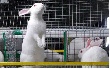 Кролики на Кубани могут заменить свиней