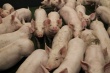 Одно из крупнейших свиноводческих предприятий Алтайского края увеличило производство свинины на 3%