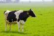 Темпы сокращения поголовья скота снижаются