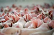 В Руанде увеличивается поголовье свиней