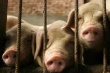 Беларусь запретила ввоз свинины из Волгоградской области РФ из-за АЧС