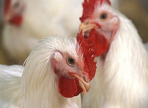 ИАА "ИМИТ": Россия занимает четвертое место в мире по валовому производству мяса птицы