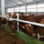 Миляев: Показатели по производству мяса и молока достигнуты не были