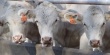 Австралийская говяжья промышленность опасается роста экспорта живого скота в Китай