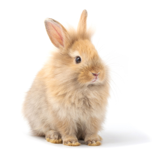 В России с 2024 года вступают в силу новые ветправила, регулирующие условия содержания кроликов
