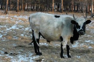 В Свердловской области массовый забой скота: уничтожат почти две тысячи коров