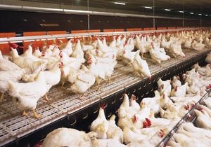 Украина на 80% увеличила экспорт мяса птицы в ЕС