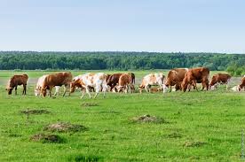 Ивановская область: Инвесторы АПК «уходят» из региона из-за криминалитета