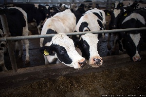 Запрет на импорт еды стимулировал рост промпроизводства в сентябре