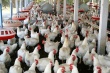 На тайваньской птицефабрике зафиксирована вспышка птичьего гриппа