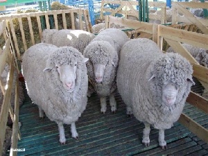 На перевод псковских хозяйств со свиноводства на альтернативные виды животноводства планируют потратить 30 млн рублей