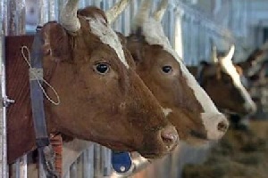 «Агросила Групп» затратит 5,2 млрд. на строительство молочно-товарных комплексов