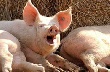 Три свиноводческих предприятия Тульской области не выдержали проверку качества